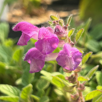 Scutellaria pontica